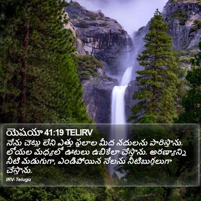 యెషయా 41:19 TELIRV Bible Verse Image