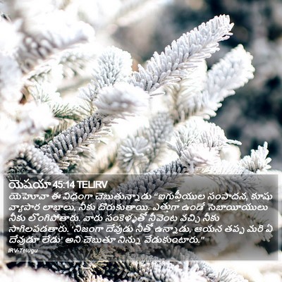 యెషయా 45:14 TELIRV Bible Verse Image