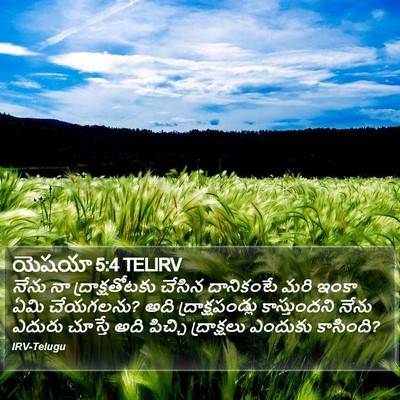 యెషయా 5:4 TELIRV Bible Verse Image