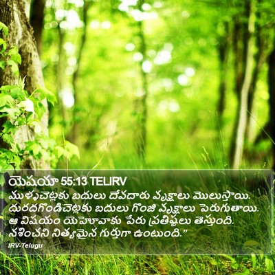 యెషయా 55:13 TELIRV Bible Verse Image