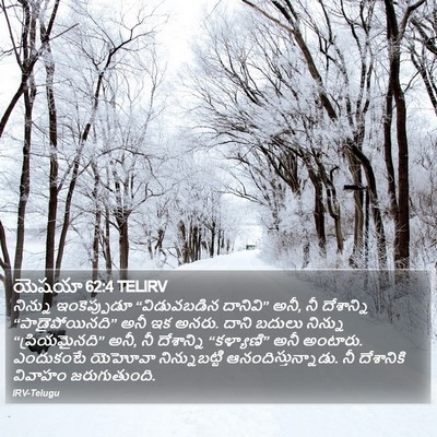 యెషయా 62:4 TELIRV Bible Verse Image