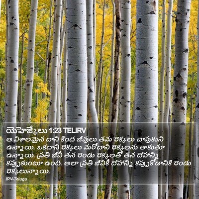 యెహెజ్కేలు 1:23 TELIRV Bible Verse Image