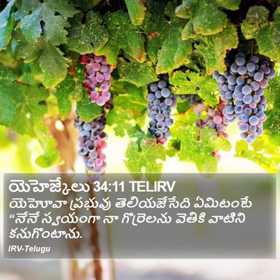 యెహెజ్కేలు 34:11 TELIRV Bible Verse Image