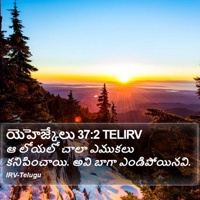యెహెజ్కేలు 37:2 TELIRV Bible Verse Image