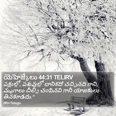 యెహెజ్కేలు 44:31 TELIRV Bible Verse Image