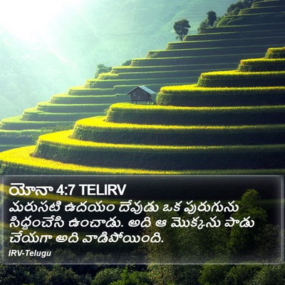 యోనా 4:7 TELIRV Bible Verse Image