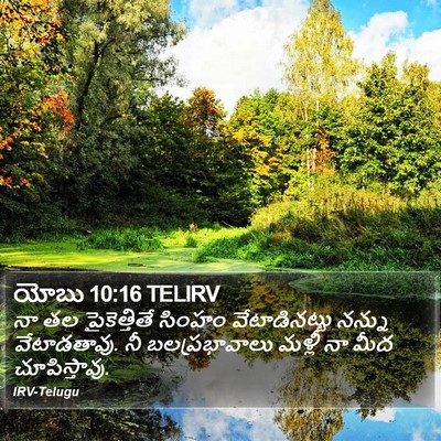 యోబు 10:16 TELIRV Bible Verse Image