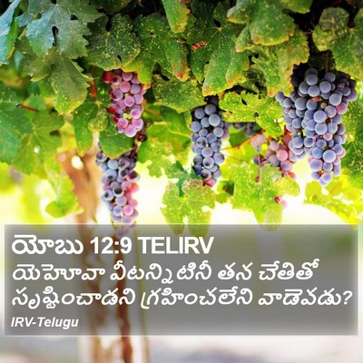 యోబు 12:9 TELIRV Bible Verse Image