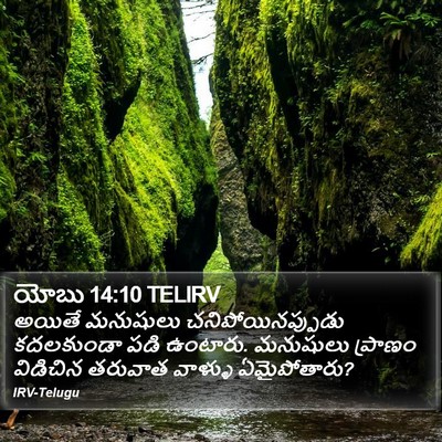 యోబు 14:10 TELIRV Bible Verse Image