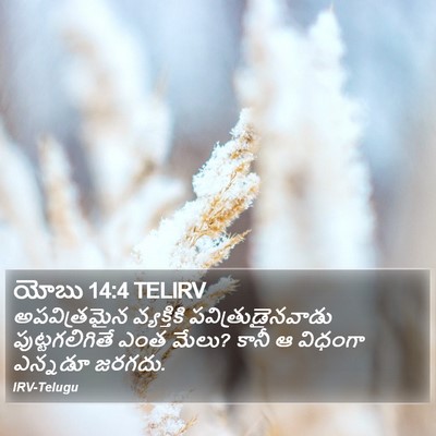 యోబు 14:4 TELIRV Bible Verse Image