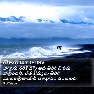 యోబు 14:7 TELIRV Bible Verse Image