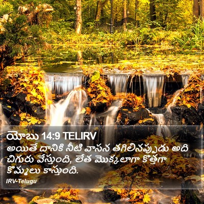 యోబు 14:9 TELIRV Bible Verse Image