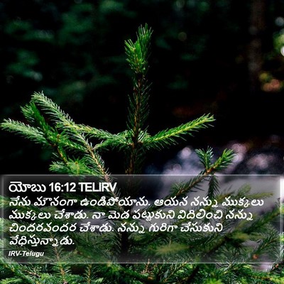 యోబు 16:12 TELIRV Bible Verse Image