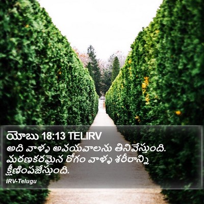 యోబు 18:13 TELIRV Bible Verse Image