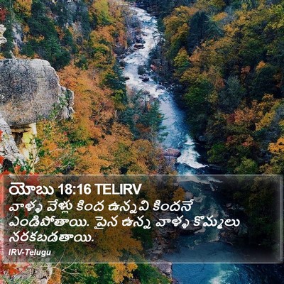 యోబు 18:16 TELIRV Bible Verse Image