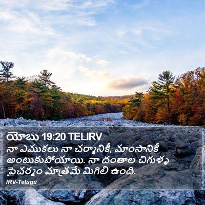 యోబు 19:20 TELIRV Bible Verse Image