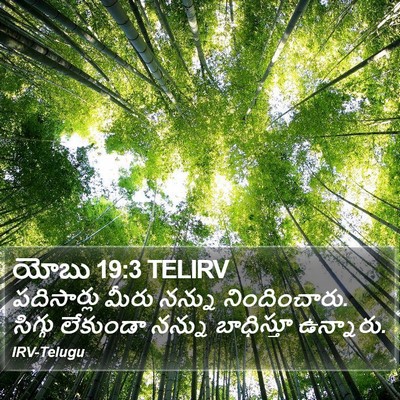 యోబు 19:3 TELIRV Bible Verse Image