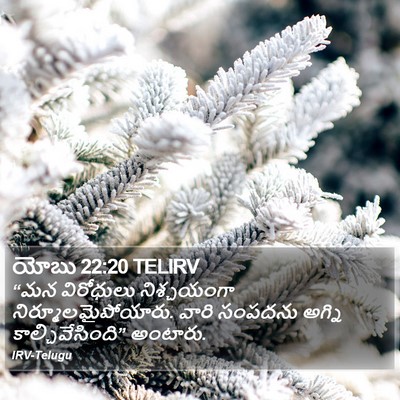 యోబు 22:20 TELIRV Bible Verse Image