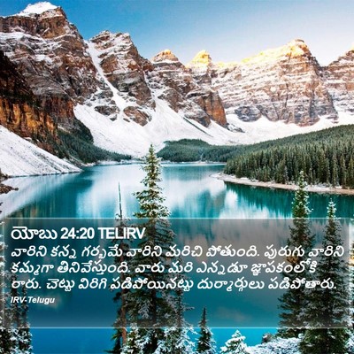 యోబు 24:20 TELIRV Bible Verse Image