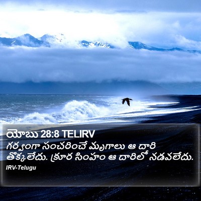 యోబు 28:8 TELIRV Bible Verse Image