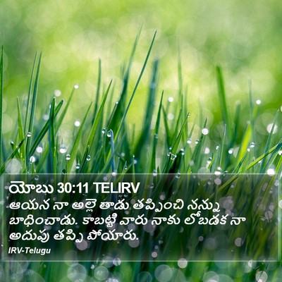 యోబు 30:11 TELIRV Bible Verse Image