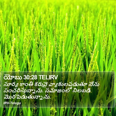 యోబు 30:28 TELIRV Bible Verse Image