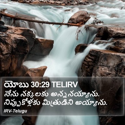యోబు 30:29 TELIRV Bible Verse Image