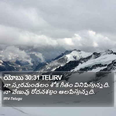 యోబు 30:31 TELIRV Bible Verse Image