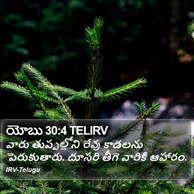 యోబు 30:4 TELIRV Bible Verse Image