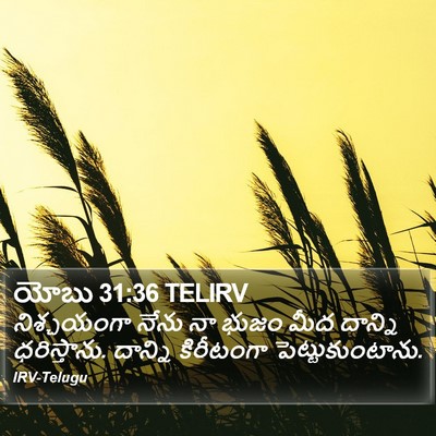 యోబు 31:36 TELIRV Bible Verse Image