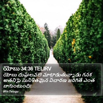 యోబు 34:36 TELIRV Bible Verse Image