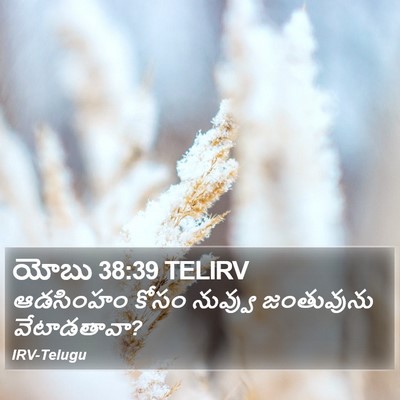 యోబు 38:39 TELIRV Bible Verse Image