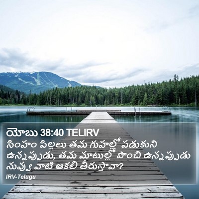 యోబు 38:40 TELIRV Bible Verse Image