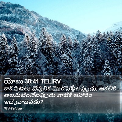 యోబు 38:41 TELIRV Bible Verse Image
