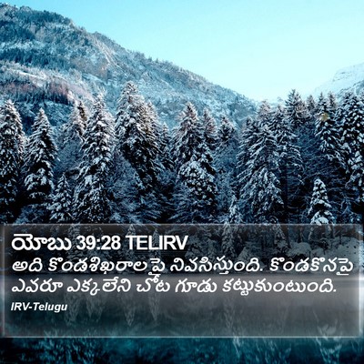 యోబు 39:28 TELIRV Bible Verse Image