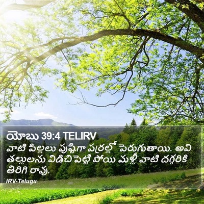 యోబు 39:4 TELIRV Bible Verse Image