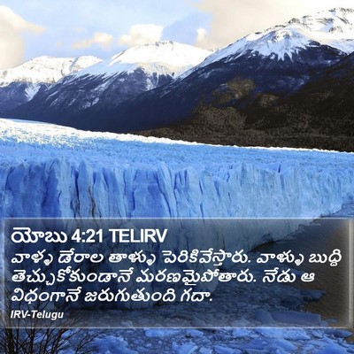 యోబు 4:21 TELIRV Bible Verse Image