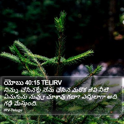 యోబు 40:15 TELIRV Bible Verse Image
