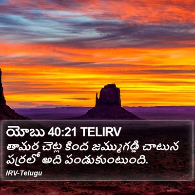 యోబు 40:21 TELIRV Bible Verse Image
