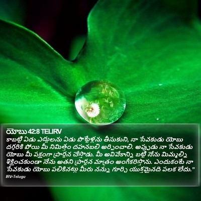 యోబు 42:8 TELIRV Bible Verse Image