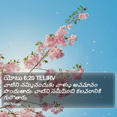 యోబు 6:20 TELIRV Bible Verse Image