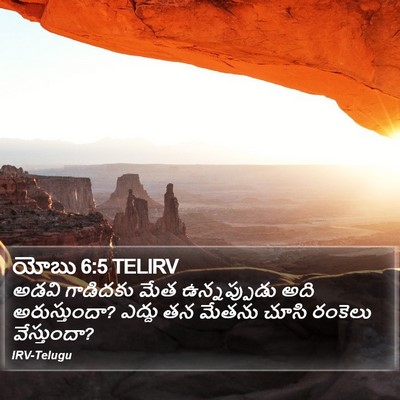 యోబు 6:5 TELIRV Bible Verse Image