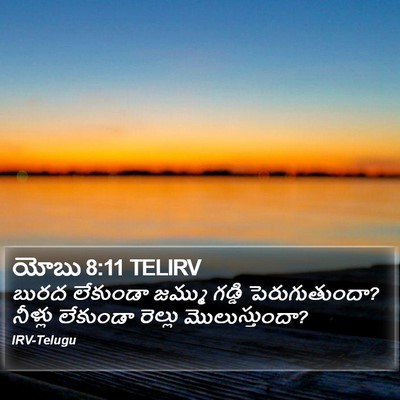 యోబు 8:11 TELIRV Bible Verse Image