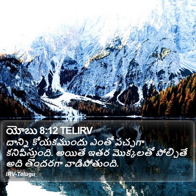యోబు 8:12 TELIRV Bible Verse Image