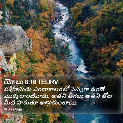 యోబు 8:16 TELIRV Bible Verse Image
