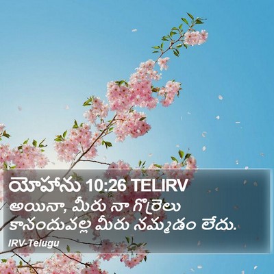 యోహాను 10:26 TELIRV Bible Verse Image