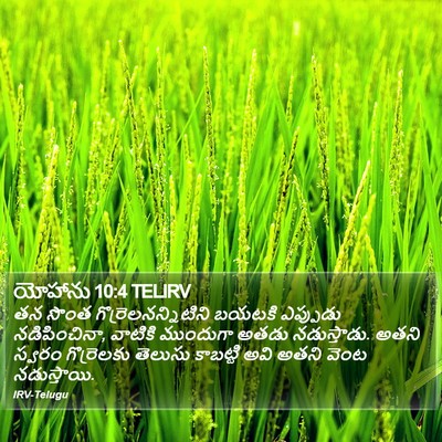 యోహాను 10:4 TELIRV Bible Verse Image
