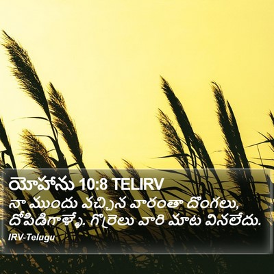 యోహాను 10:8 TELIRV Bible Verse Image