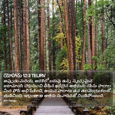 యోహాను 12:3 TELIRV Bible Verse Image