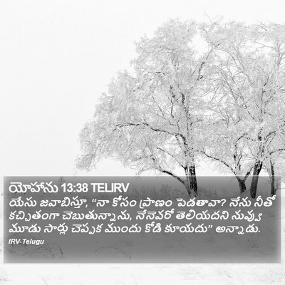 యోహాను 13:38 TELIRV Bible Verse Image